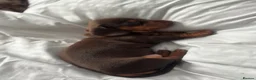 Miniature Dachshund dogs for sale: KC Reg Mini Dachshund Puppies - Advert 13