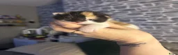 Mixed Breed cats for sale: 3 kittens - Advert 1