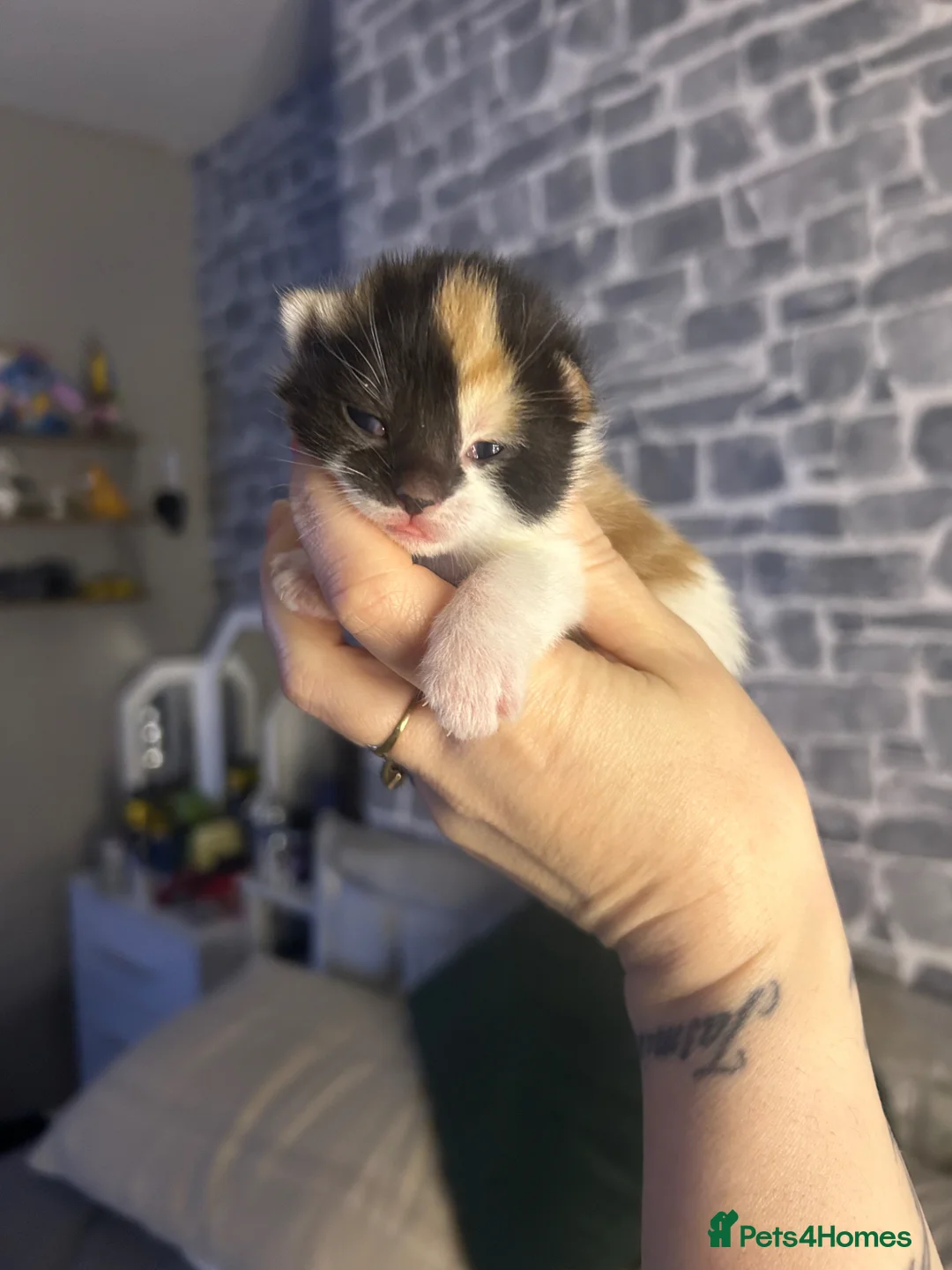 Mixed Breed cats for sale: 3 kittens - Advert 1