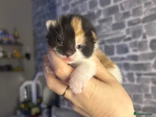 Mixed Breed cats 3 kittens - Advert 1