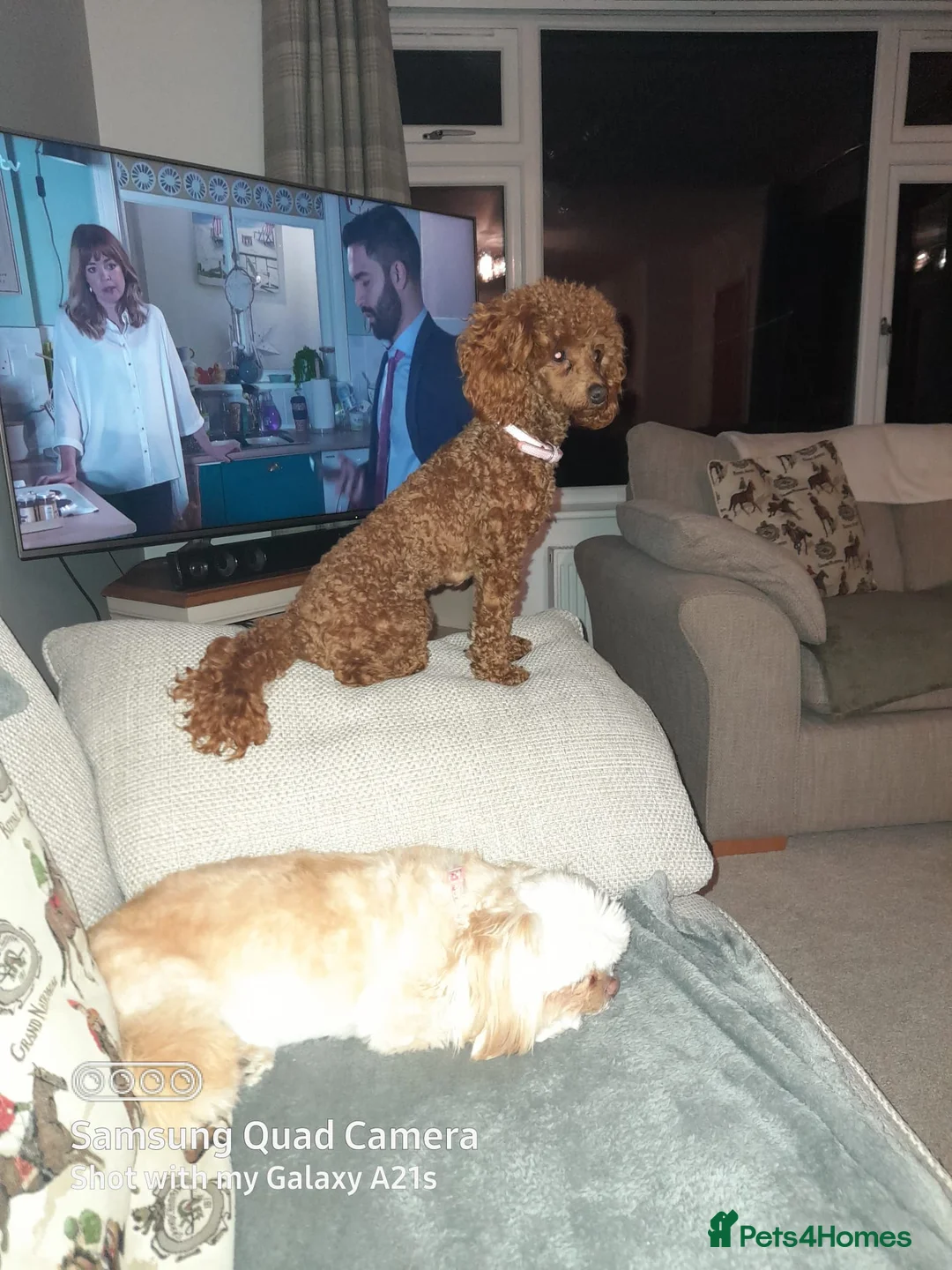 Toy Poodle dogs for sale: Stunning Phantom toy poodles  - Advert 8