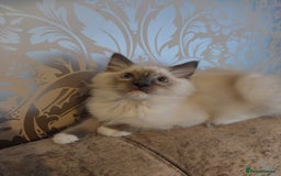 Ragdoll cats for sale: Male bluepoint ragdoll  - Advert 8