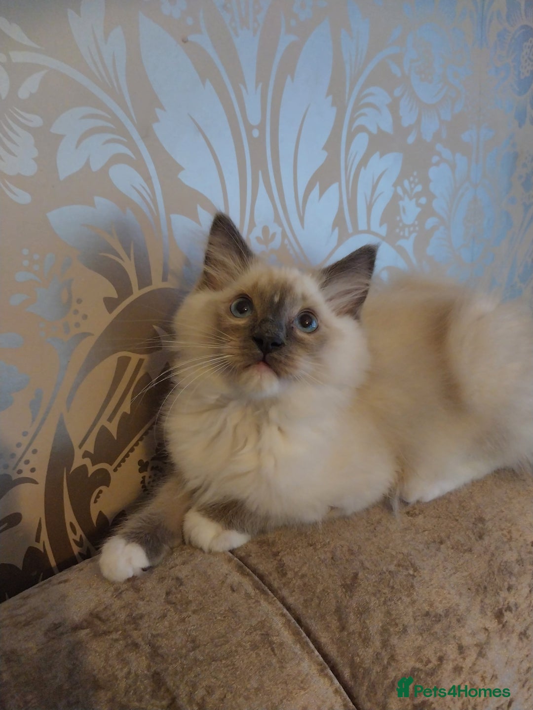 Ragdoll cats for sale: Male bluepoint ragdoll  - Advert 8