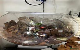 Mixed Breed reptiles for sale: Glacier isopods & terrarium  - Image 4