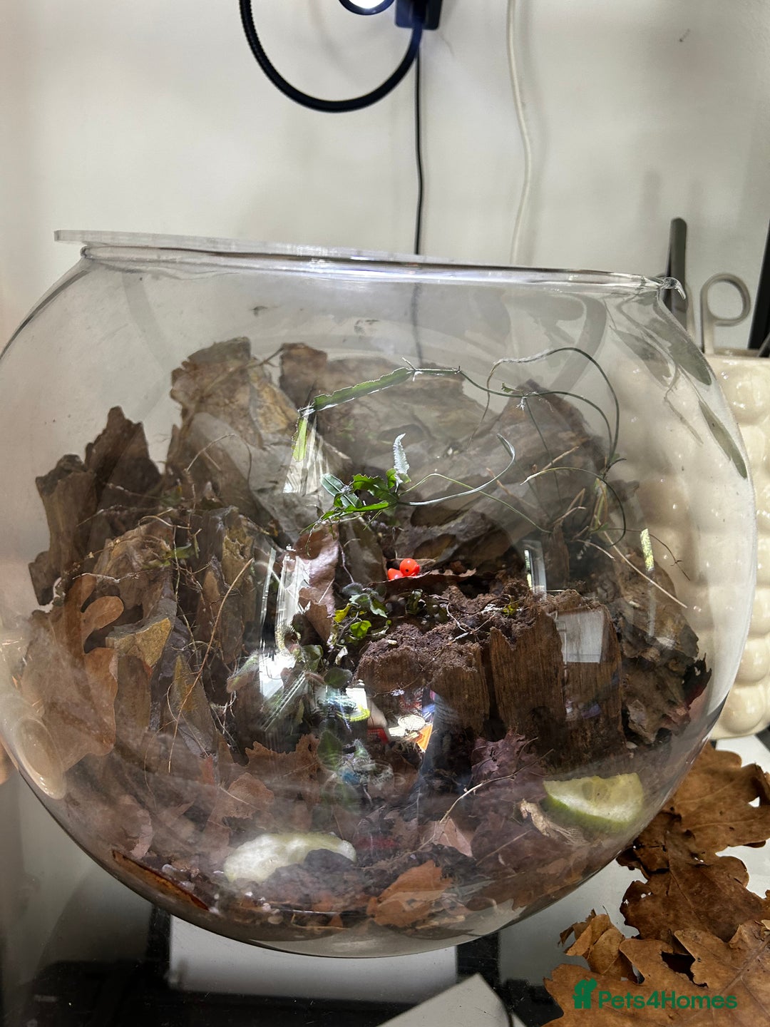 Mixed Breed reptiles for sale: Glacier isopods & terrarium  - Image 4