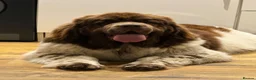 Newfoundland dogs for sale: Stunning Newfoundland Puppies  - Advert 9