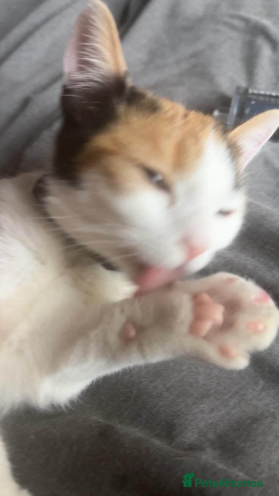 American Shorthair cats for sale: Milkshake the calico cat for sale - Image 7