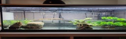 Turtle reptiles for sale: 2 female musk with full tank set up - Advert 1