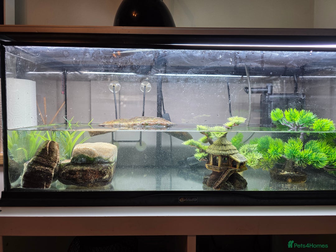 Turtle reptiles for sale: 2 female musk with full tank set up - Advert 1