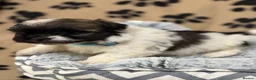 Havanese dogs for sale: Beautiful Havanese Kc Reg’d Puppies - Advert 12