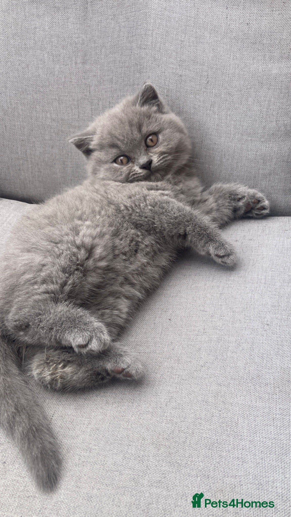 British Shorthair cats Champion 🏆 pedigree British shorthair kittens  - Advert 1