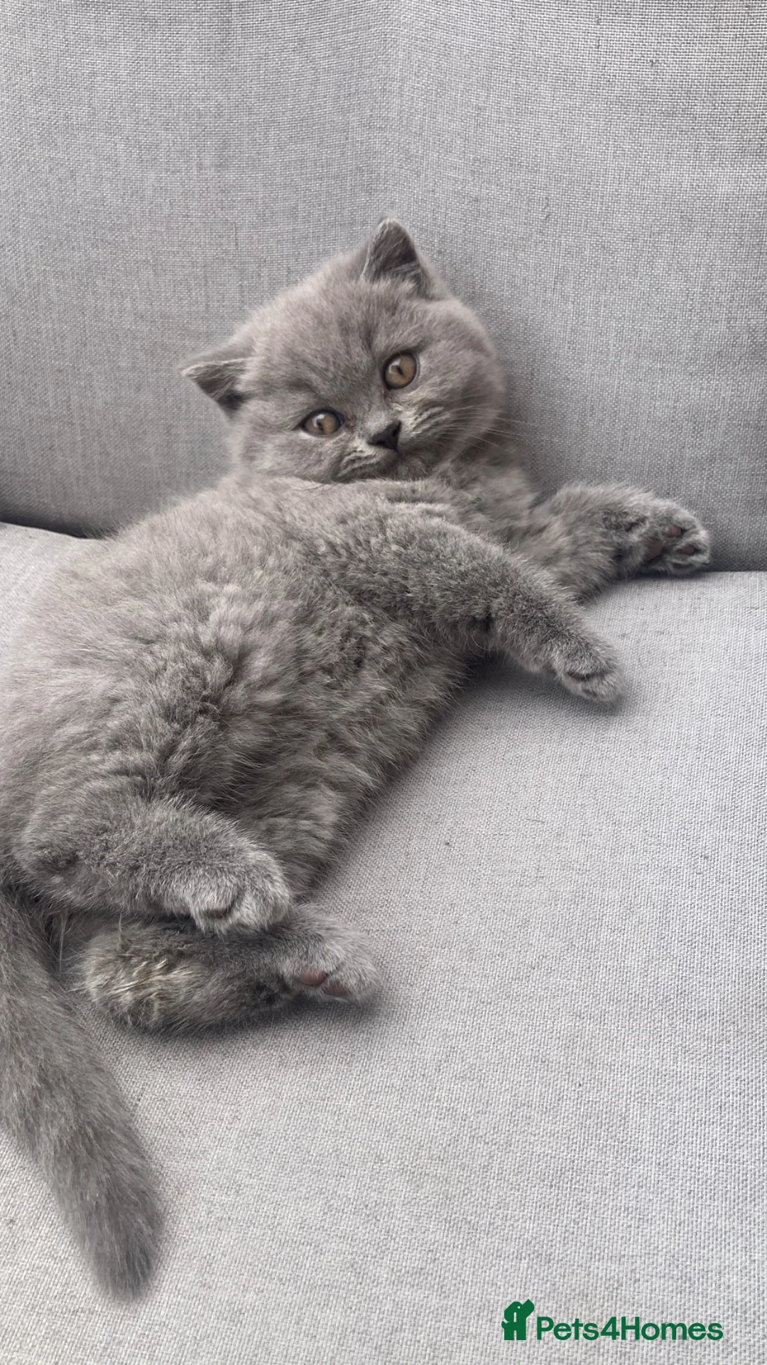 British Shorthair cats for sale: Champion 🏆 pedigree British shorthair kittens  - Advert 1
