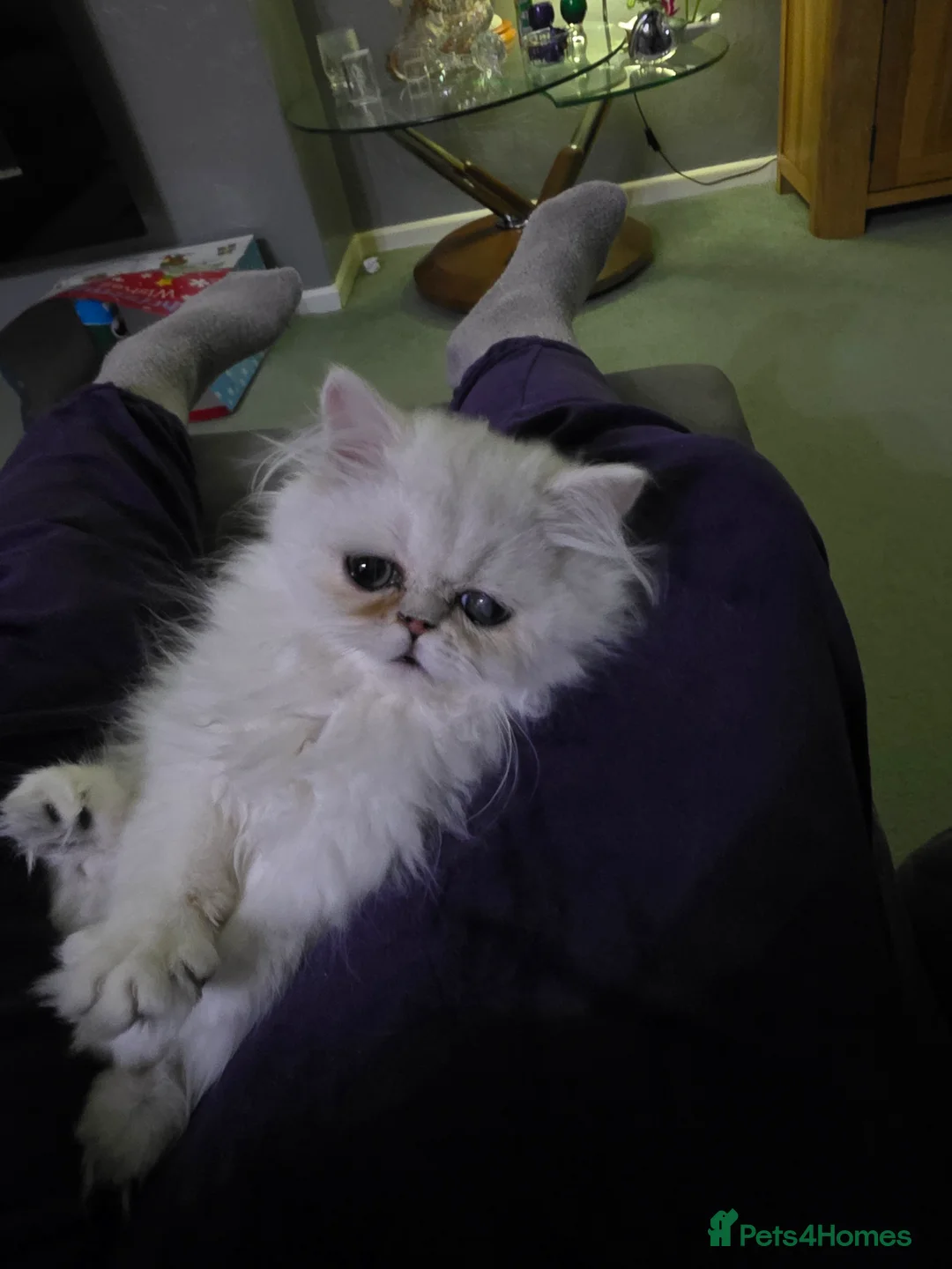 Persian cats for sale: Chinchilla Persian  - Advert 2