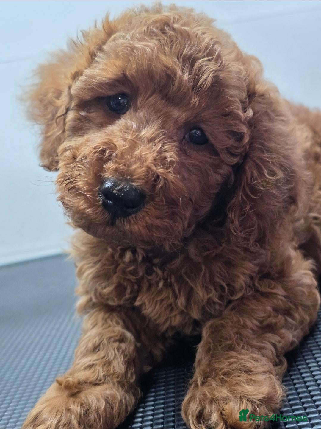 Miniature Poodle dogs for sale: Miniature poodle puppies - Advert 1