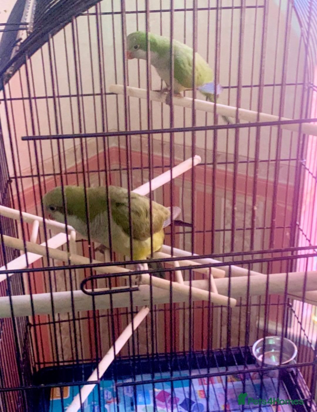 Parakeets birds for sale: Two hand reared quaker parrots  - Image 4