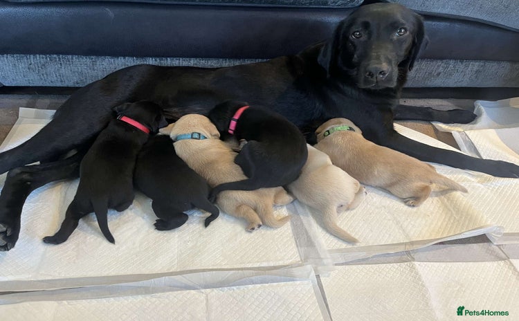 Labrador Retriever dogs - Advert 6