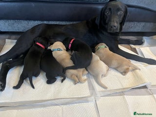 Labrador Retriever dogs - Advert 24