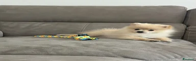 Pomeranian 1