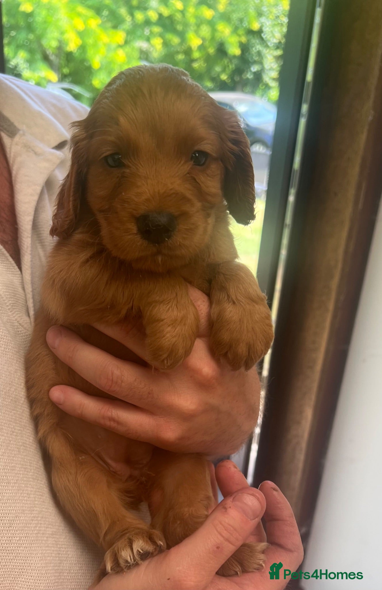 Cocker Spaniel dogs ONLY 1 AVAILABLE KC RED COCKER GIRL HEALTH TESTED  - Advert 4