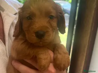 Cocker Spaniel dogs ONLY 1 AVAILABLE KC RED COCKER GIRL HEALTH TESTED - Advert 4