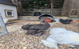 Chickens poultry for sale: Pekin Bantam Roosters - Image 3