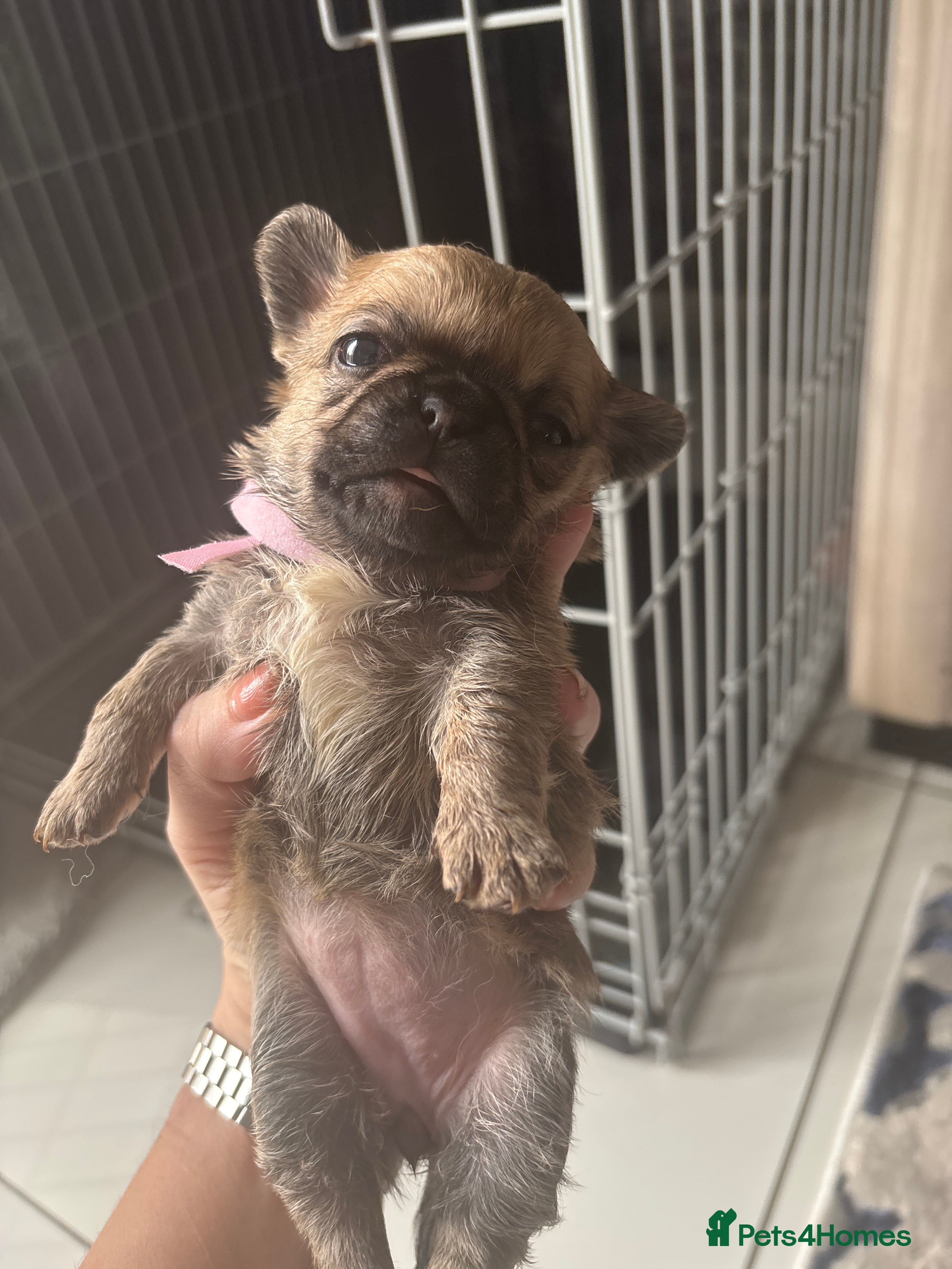 Mixed Breed dogs 6 little adorable small breed puppies, southampton - Advert 2