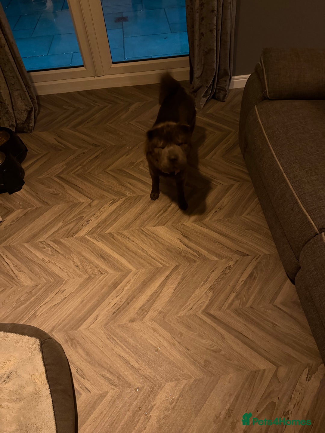 Shar Pei dogs for sale: Bear coat Shar Pei Girl age 2  - Advert 2