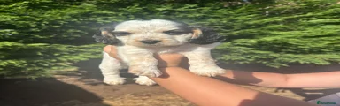 Cockapoo 7