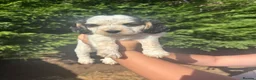 Cockapoo dogs for sale: F2 cockapoo puppies  - Advert 6