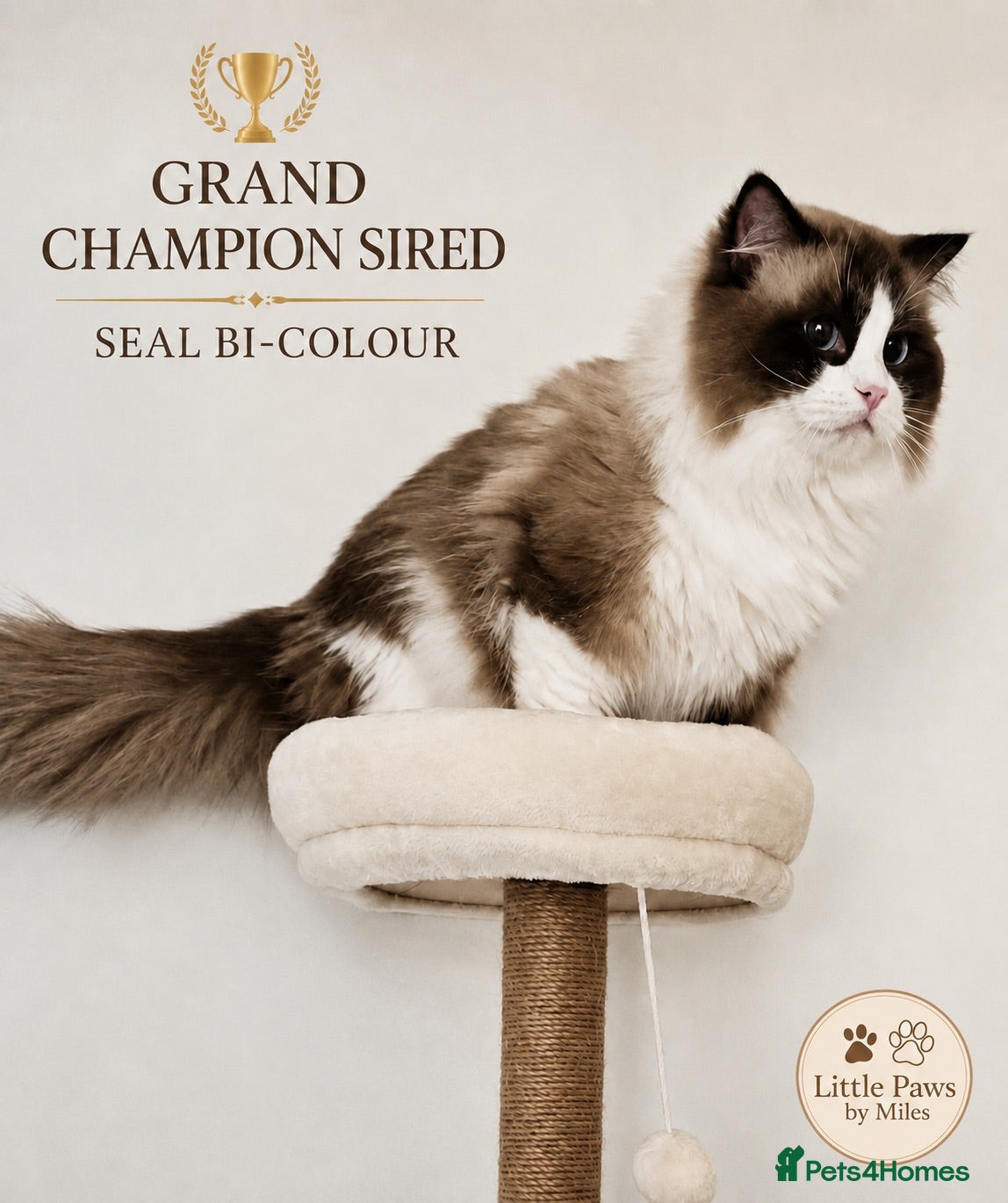Ragdoll cats 🏆 GCCF Seal Bi-colour, Champion sired - Advert 7