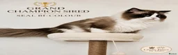Ragdoll cats for stud: 🏆 GCCF & TICA Seal Bi-colour, Champion sired - Advert 1