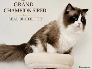 Ragdoll cats 🏆 GCCF & TICA Seal Bi-colour, Champion sired - Advert 18