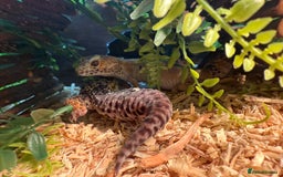 Gecko reptiles for sale: Stunning leopard gecko female pair  - Image 2