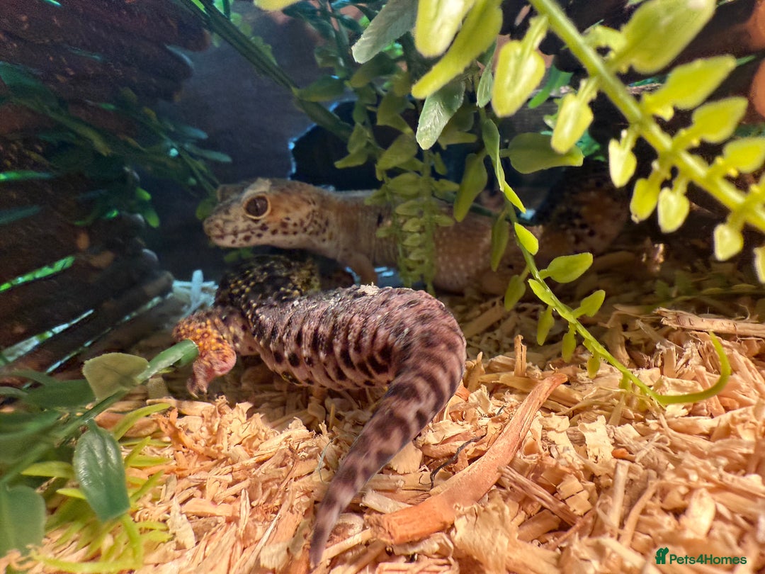 Gecko reptiles for sale: Stunning leopard gecko female pair  - Image 2
