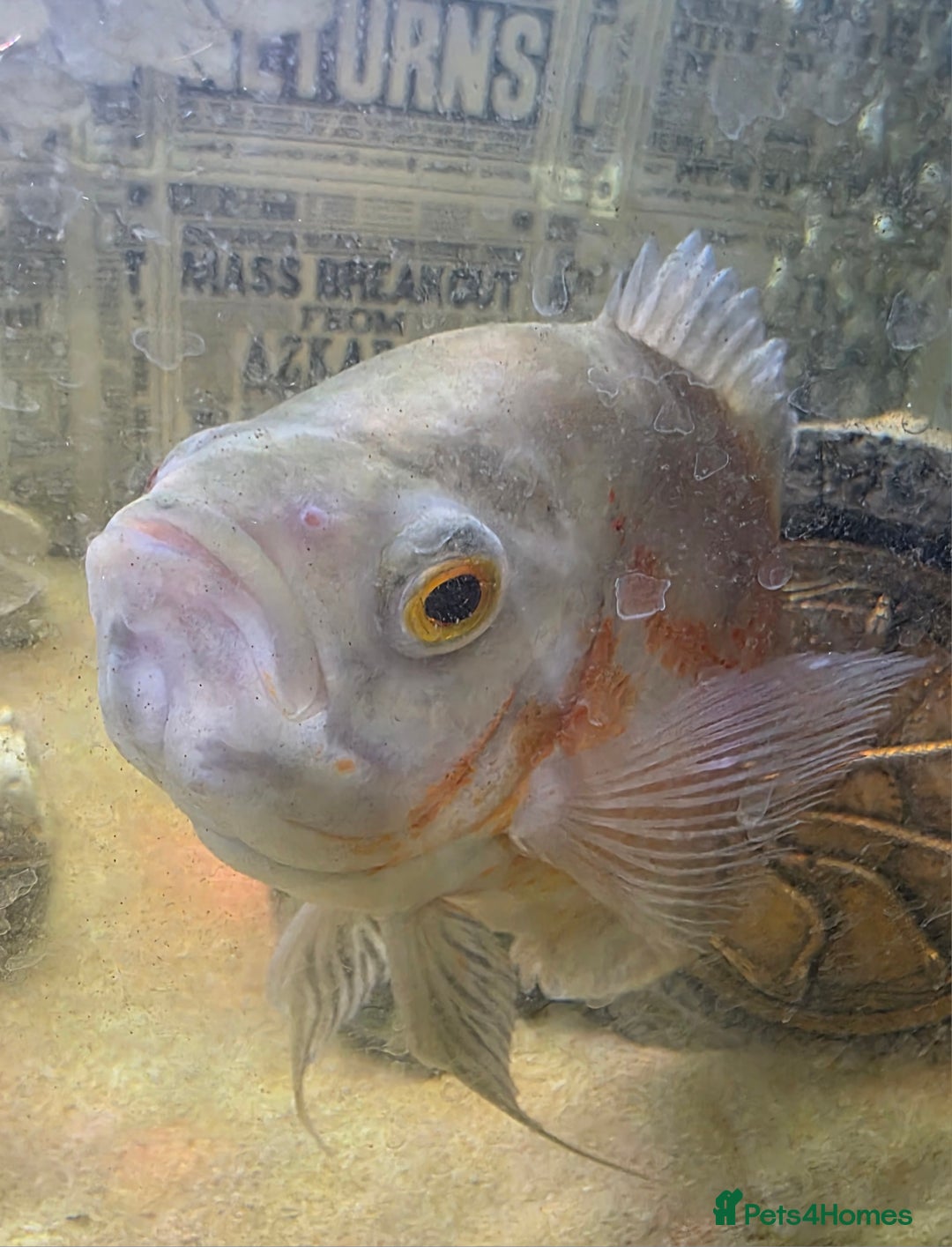 Cichlids fish for sale: Oscar Cichlid fish  - Image 4