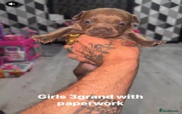 Mixed Breed dogs for sale: Beautiful 5 girls & 2 boys  - Image 6