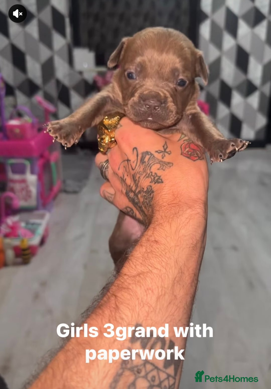 Mixed Breed dogs for sale: Beautiful 5 girls & 2 boys  - Image 6
