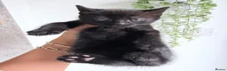 American Shorthair cats for sale: Beautiful kittens  - Advert 7