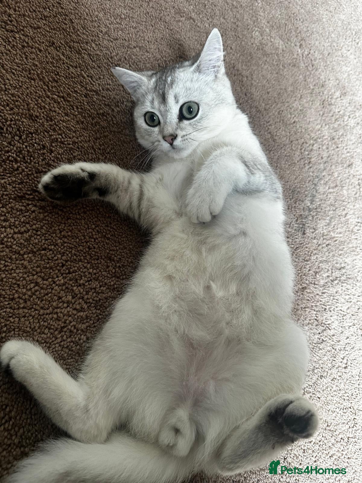 British Shorthair cats Pedigree British short hair kitten  - Advert 1