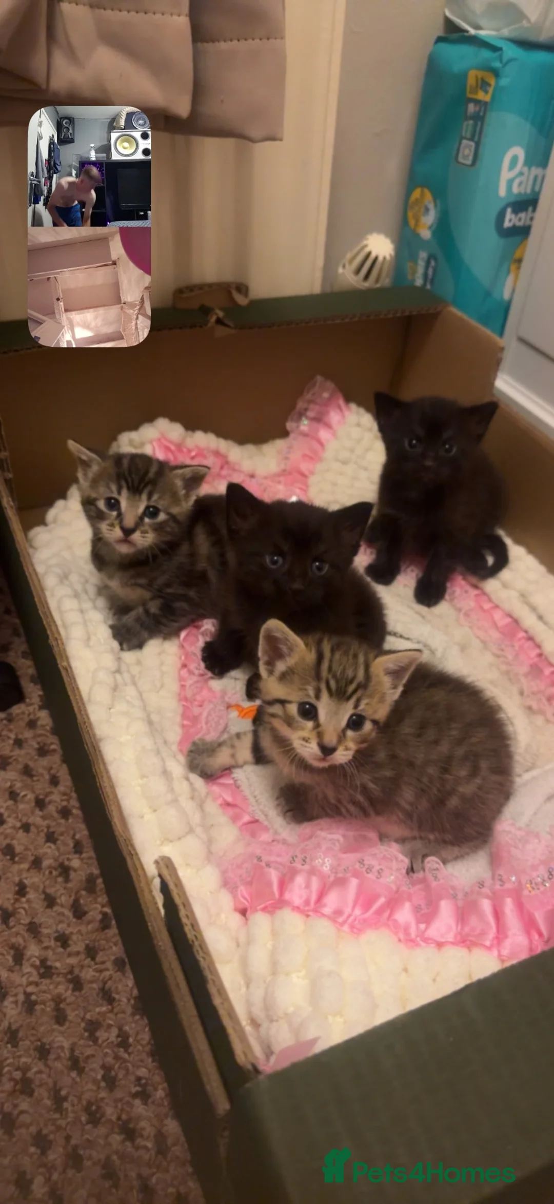 Domestic Shorthair cats for sale: 2 male and 2 female kittens  - Advert 7