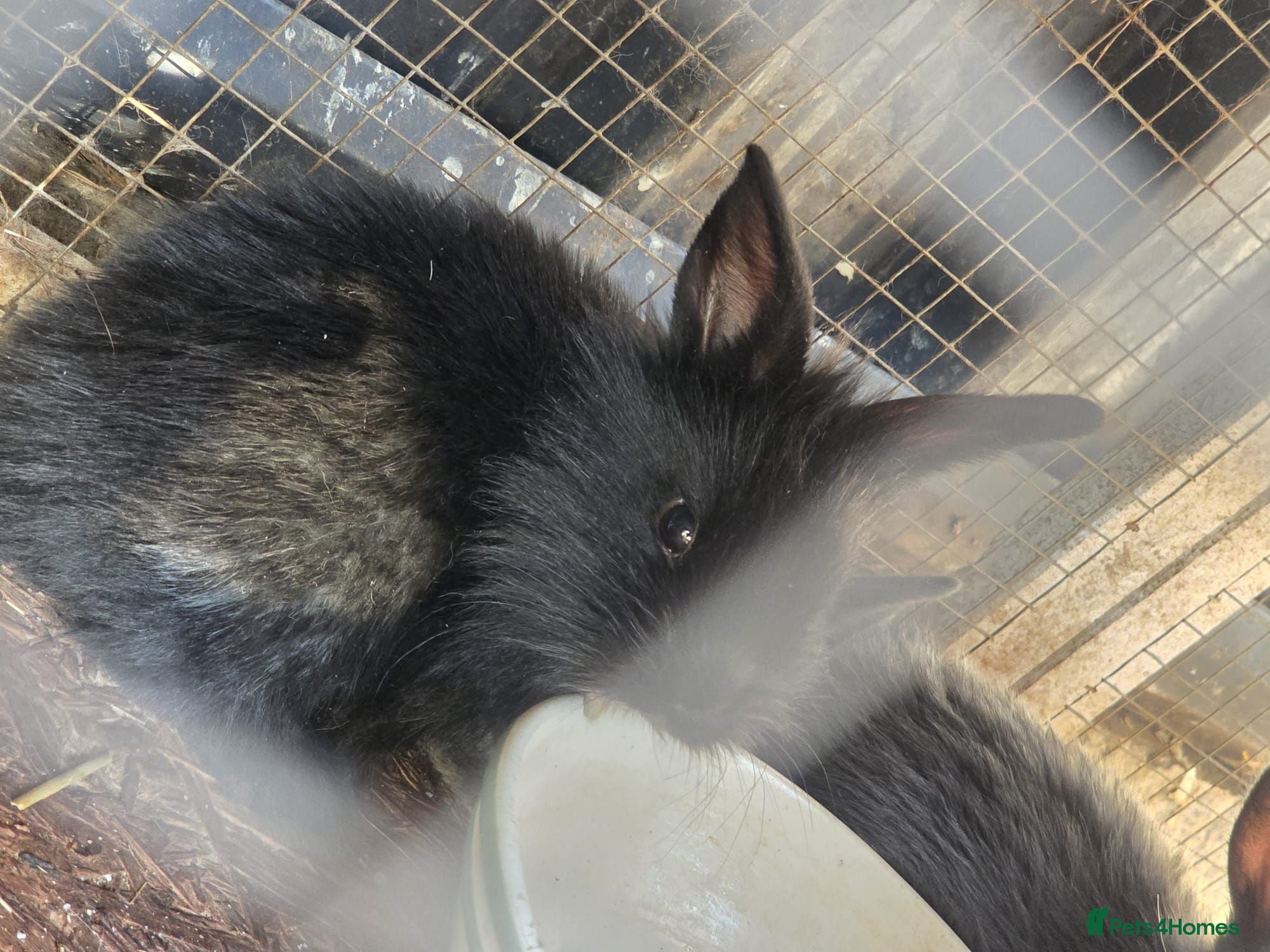 Mixed Breed rabbits Rabbits for sale - Advert 15