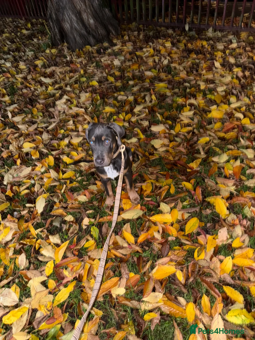 Mixed Breed dogs for sale: Woody - 7 months old American staff  - Advert 4