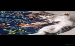 Domestic Shorthair cats for sale: Free, lovely 4 month old boy - Image 4