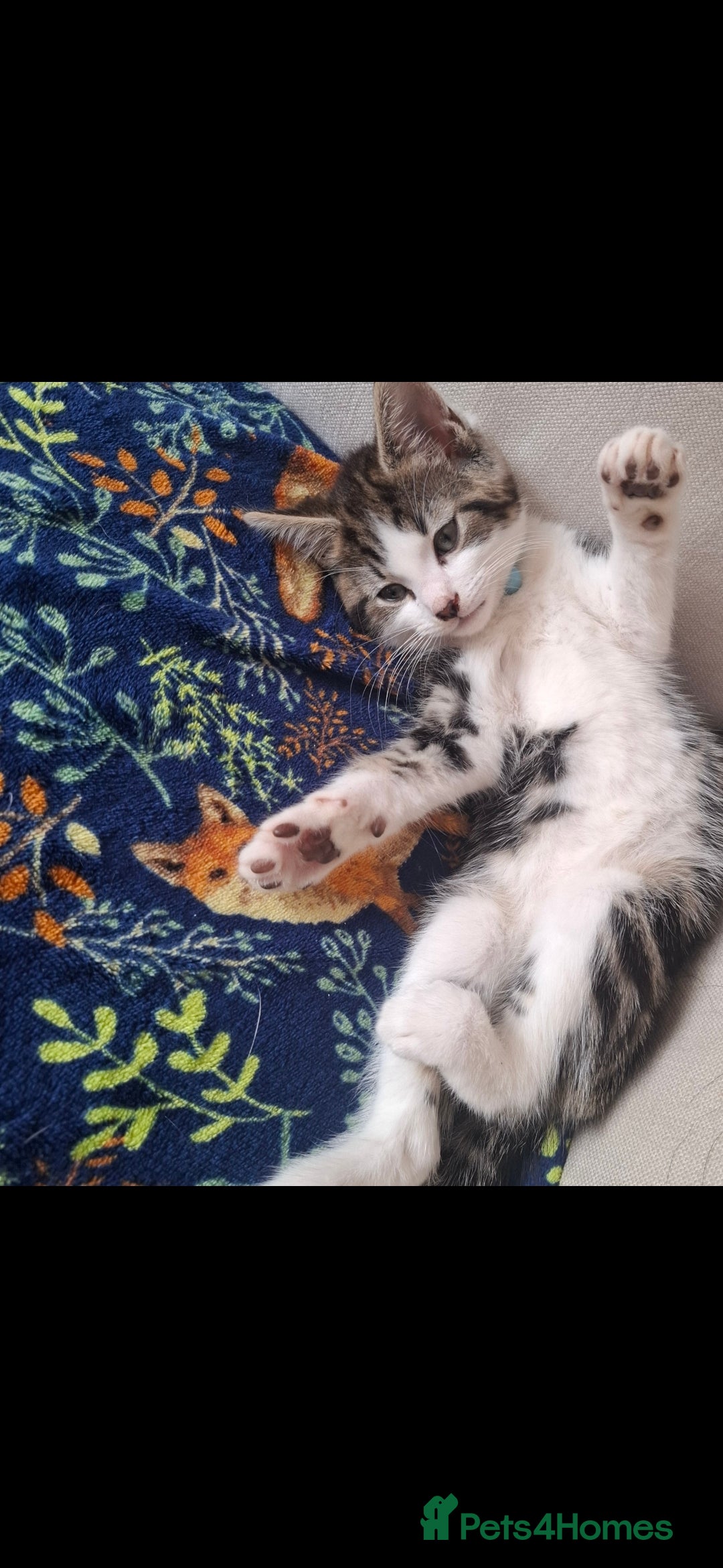 Domestic Shorthair cats for sale: Free, lovely 4 month old boy - Image 4