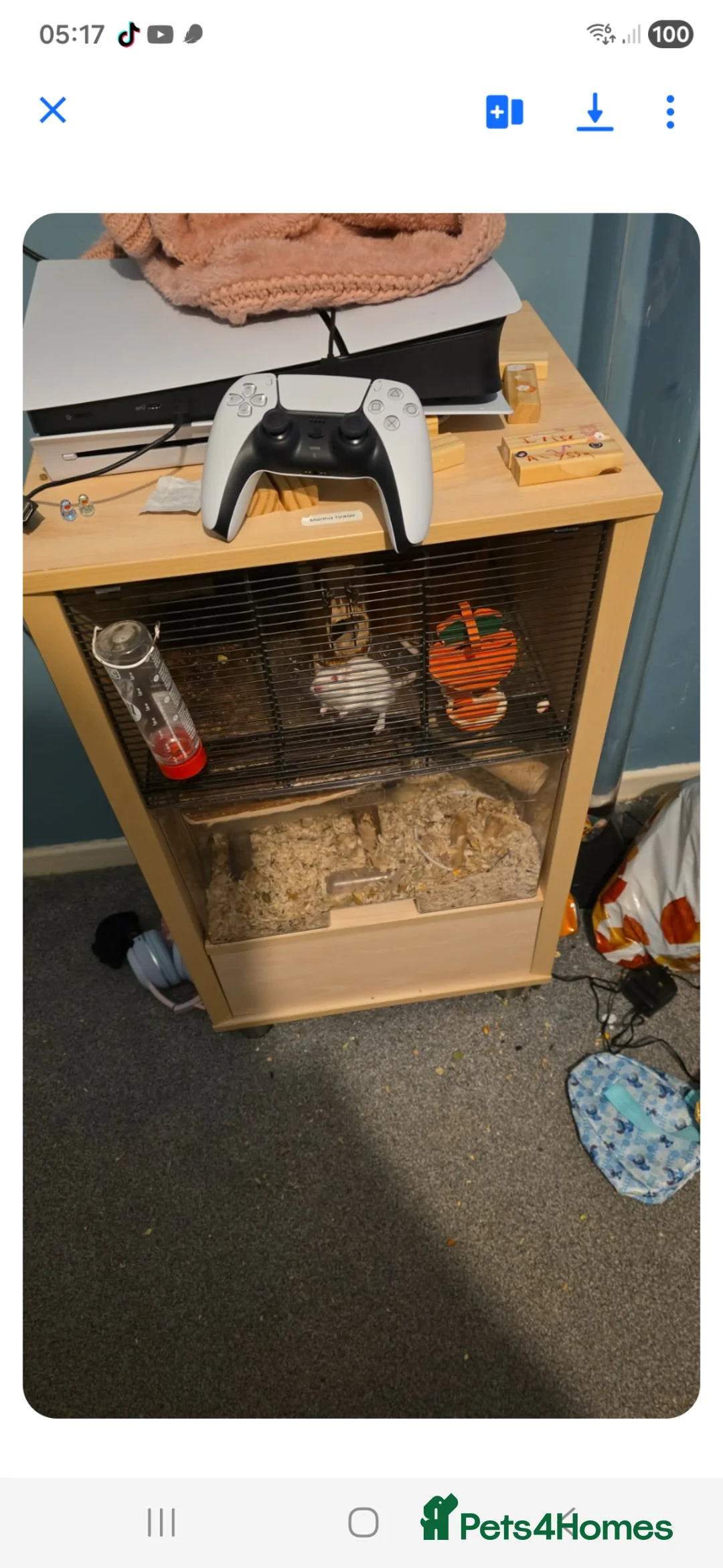 Gerbil rodents for sale: X2 gerbils plus cage - Advert 1