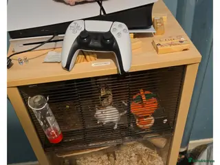 Gerbil rodents X2 gerbils plus cage - Advert 16