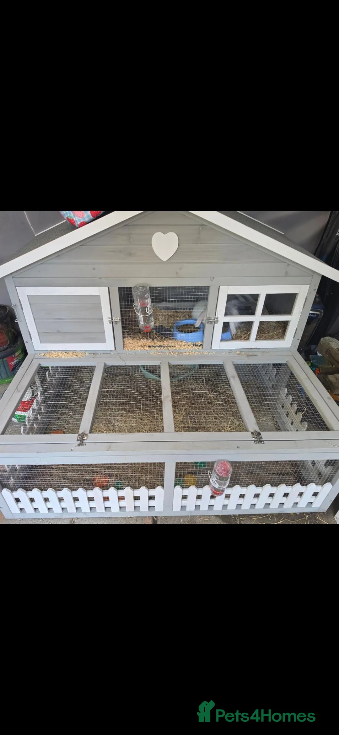Mini Lop rabbits for sale: Male and female mini lops READ AD - Advert 13
