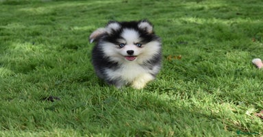 Pomsky dogs - Advert 1