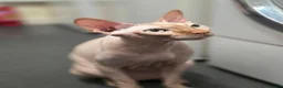 Sphynx cats for sale: Loving 4-Year-Old Neutered Sphynx in London - Advert 1