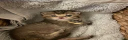 British Shorthair cats for sale: TICA reg Black Golden Kittens - Advert 17